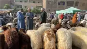 ارتفاع أسعار الأضاحي اليوم الأحد مع اقتراب عيد الأضحى 2026