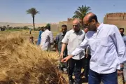 أسيوط تبدأ موسم حصاد القمح 2026 بتوريد 67 ألف طن ومتابعة ميدانية
