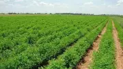 شركة تنمية الريف المصري تستهدف زراعة مليون فدان بحلول 2030