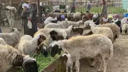 أسعار الأضاحي بالقليوبية: 205 جنيه للعجول و260 للخراف البرقي مع ضمانات جديدة