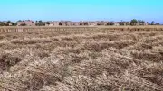 سوهاج ترفع شعار لا فاقد في القمح واستبعاد 2121 طنا غير مطابق