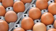 سعر كرتونة البيض في بورصة الدواجن والأسواق اليوم الجمعة 22-5-2026