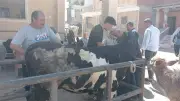 قافلة بيطرية مجانية بقرية شابة في كفر الشيخ تقدم 2547 خدمة علاجية