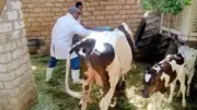 تحصين 256 ألف رأس ماشية ضد الحمى القلاعية والوادي المتصدع بالغربية