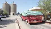 توريد 268 ألف طن قمح في بني سويف منذ بداية الموسم
