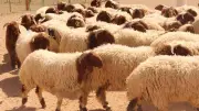سعر الخروف اليوم الأربعاء 27-5-2026 في مصر: الكيلو القائم بكام؟
