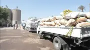 محافظة بني سويف تعلن توريد 270 ألف طن قمح محلي للشون والصوامع الحكومية