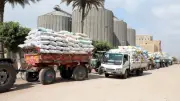 بني سويف: توريد 270 ألف طن قمح محلي حتى اليوم