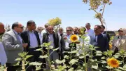 بدء المرحلة الثالثة من مشروع الجوجوبا في الغردقة على 3 آلاف فدان