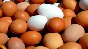 سعر كرتونة البيض اليوم الأحد 3-5-2026 في بورصة الدواجن وللمستهلك