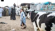 سوق صنبو الأسبوعي للمواشي: أسعار الأضاحي بين 30 و200 ألف جنيه