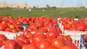 استقرار أسعار الطماطم في سوق العبور اليوم السبت 30 مايو 2026