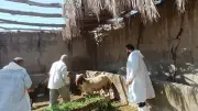 بحوث الصحراء يوزع 30 كبشًا برقيًا محسنًا وأعلافًا مجانية بسيوة