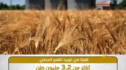 الزراعة: توريد 3.2 مليون طن قمح محلي بنسبة 64% من المستهدف