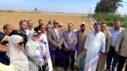 انطلاق موسم حصاد القمح في الإسكندرية على مساحة 36.5 ألف فدان