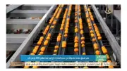 طفرة الصادرات الزراعية المصرية تتجاوز 3.7 مليون طن منذ بداية 2026