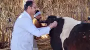 تحصين 37 ألف رأس ماشية ضد الحمى القلاعية وحمى الوادي المتصدع بالمنيا