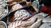 انخفاض أسعار البلطي والكابوريا في سوق العبور اليوم الإثنين 4 مايو 2026