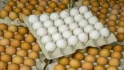 سعر كرتونة البيض اليوم الاثنين 4 مايو 2026 في المزارع والأسواق