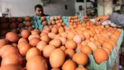 انخفاض أسعار البيض الأبيض والأحمر اليوم الإثنين 4 مايو 2026