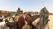 أسعار الخراف والأغنام في أسوان تبدأ من 4 آلاف جنيه قبل عيد الأضحى