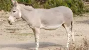نقيب الفلاحين: سعر جلد الحمير يصل لـ45 ألف جنيه والأعداد انخفضت لمليون