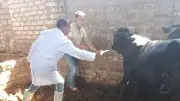 محافظ أسيوط: تحصين 47 ألف رأس ماشية في 4 أسابيع ضد الحمى القلاعية