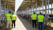 توزيع 5 آلاف كيلو لحوم أضاحي على الأسر الأولى بالرعاية في قرى مطروح
