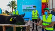 أورمان الشرقية توزع 50 ألف كيلو لحوم أضاحي على الأسر الأولى بالرعاية