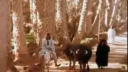 فيديو نادر يكشف كفاح فلاحة مصرية مع زوجها منذ 50 عامًا
