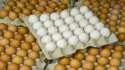 انخفاض أسعار البيض 50 جنيهاً.. الأسباب والتفاصيل