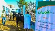 سوهاج تبدأ ذبح 50 عجلاً في أول أيام عيد الأضحى لتوزيعها على الأسر المحتاجة