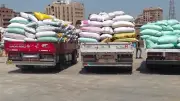 القليوبية: توريد 60 ألف طن قمح للصوامع واستمرار عمليات الاستلام