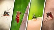 لماذا يلدغك البعوض أنت تحديدًا؟ 7 طرق ذكية للوقاية دون كيماويات