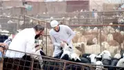 الشئون الإسلامية: جواز اشتراك 7 أشخاص في الأضحية من بقرة أو جمل