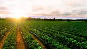 متحدث الزراعة: الدلتا الجديدة ترفع اكتفاء القمح لـ70% بحلول 2030