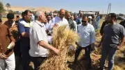 توريد 72 ألف طن قمح للشون والصوامع بالغربية منذ بدء الموسم