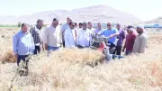 طفرة إنتاجية في القمح بمزارع جامعة سوهاج.. حصاد 74 فدانًا