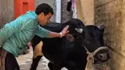 8 إصابات بسبب الأضاحي في أول أيام العيد بالوادي الجديد