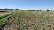 الزراعة: صرف 8.2 مليون شيكارة أسمدة مدعمة خلال إجازة عيد الأضحى
