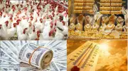 توك شو: الدواجن آمنة ونظام الطيبات ضار.. مفاجأة أسعار الذهب والدولار والطقس