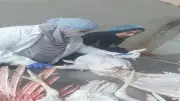 محافظ الجيزة يأمر بإعدام طيور غير صالحة للاستهلاك الآدمي
