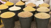تباين أسعار الأعلاف والحبوب اليوم: الذرة ترتفع والصويا تنخفض
