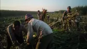 حكم التعاقد على سلعة قبل توفرها للبائع.. الأزهر للفتوى يوضح