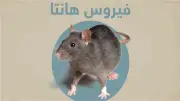 هل فيروس هانتا معدٍ؟ الصحة العالمية تكشف الأعراض والمضاعفات