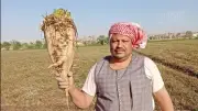 فرحة المزارعين ببني سويف مع بدء حصاد محصول البنجر