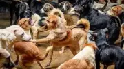 نائبة تطالب بخطة عاجلة للكلاب الضالة وملاجئ آمنة