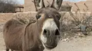 اليوم العالمي للحمار.. حيوان ذكي وظلمه البشر عبر التاريخ