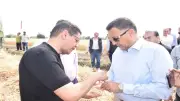 محافظ القليوبية ورئيس جامعة بنها يفتتحان موسم حصاد القمح بمزارع مشتهر