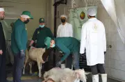 الزراعة تعلن إجراءات عاجلة لفحص سلامة الأضاحي قبل عيد الأضحى